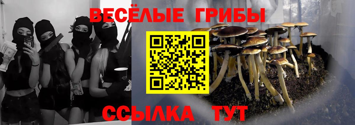 Саратов  Галлюциногенные грибы Psilocybine cubensis  Вход с VPN 